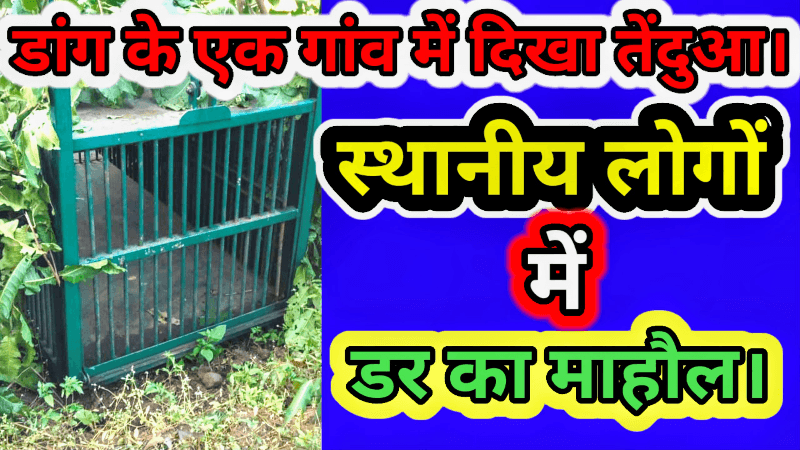 डांग के धुलचोंड गांव में दिखा तेंदुआ स्थानीय लोगों में डर का माहौल।