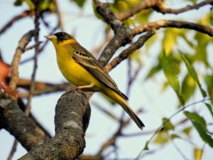 डांग के पूर्णा अभयारण्य में दुर्लभ ‘ब्लैक-हेडेड बंटिंग’ पक्षी देखा गया।