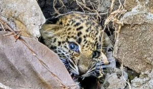 गुजरात वन विभाग द्वारा भेंसकातरी गांव में तेंदुए के शावक का रेस्क्यू।