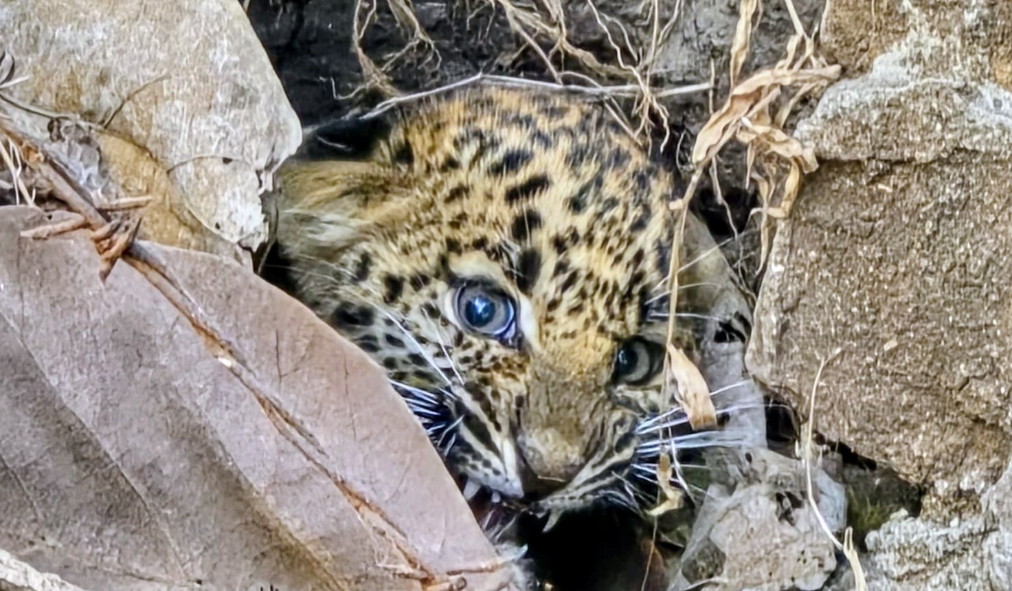 गुजरात वन विभाग द्वारा भेंसकातरी गांव में तेंदुए के शावक का रेस्क्यू।