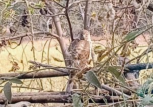 आहवा में शिकरा पक्षी का दुर्लभ दर्शन, जैव विविधता के लिए शुभ संकेत।