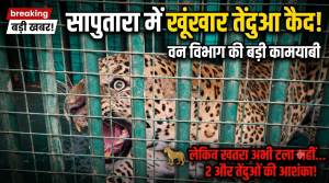 Saputara Leopard News: रिहायशी इलाके में आतंक मचाने वाला खूंखार तेंदुआ पिंजरे में कैद, वन विभाग अलर्ट