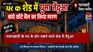 नडगखादी में घर के शेड में घुसा तेंदुआ, बंधे बैल का किया शिकार।